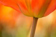 OranjeTulp van Astrid Volten thumbnail