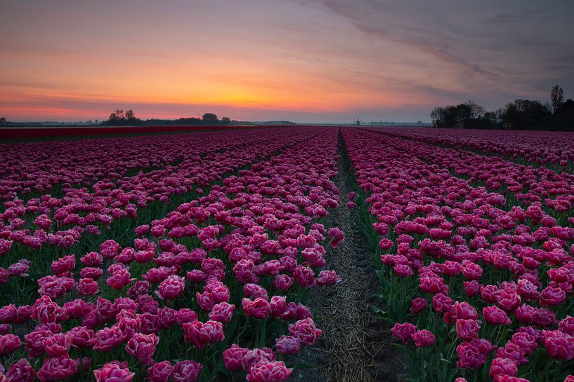 Pink by peterheinspictures