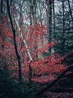 Herbst 14
