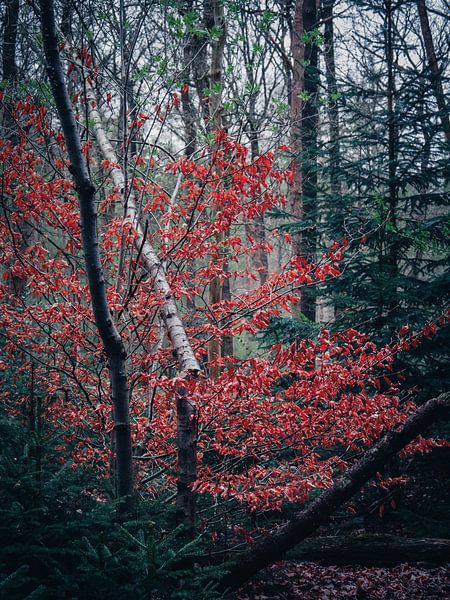 Herbst 14 von snippefotografie