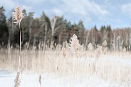 Winter reed by DsDuppenPhotography