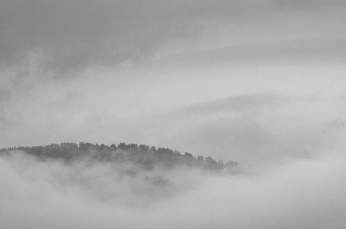 Bomen in de mist