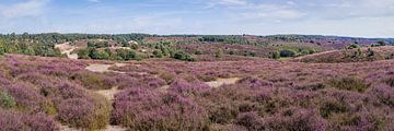 paarse heide op de posbank van eric van der eijk