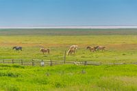PAARDEN IN DE WEI