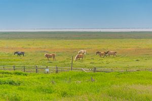 PAARDEN IN DE WEI
