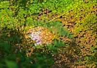 Klein beekje in het bos