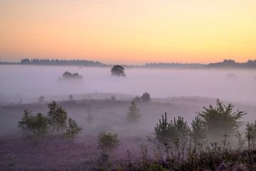Lever de soleil sur un paysage de landes