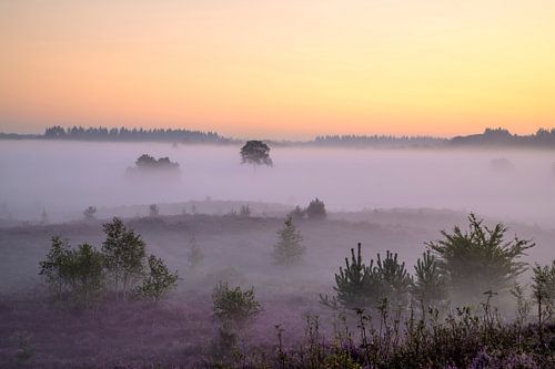 Sunrise over a heathland landscape by Sjoerd van der Wal Photography