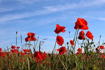 Mohnblumen von Ostsee Bilder