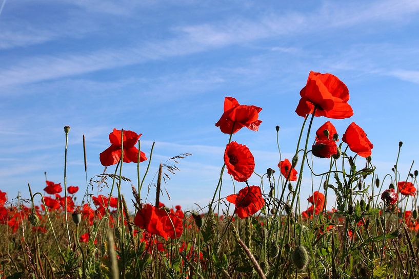 Poppies by Ostsee Bilder