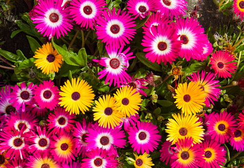 Kleurrijke ijsbloemen