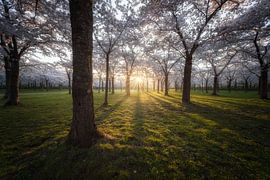 Sunrise by the blossom by Roy Poots