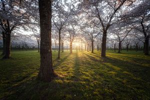 Sonnenaufgang an der Blüte