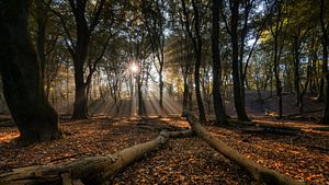 It's raining sunbeams.... sur Peter Korevaar