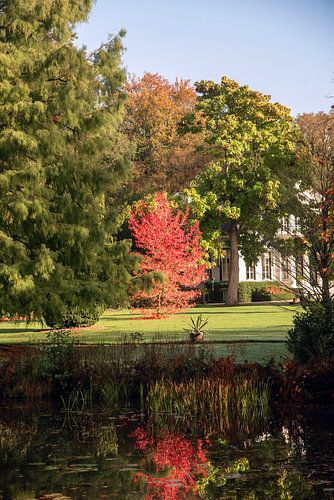 Ornamental tree in reflection.