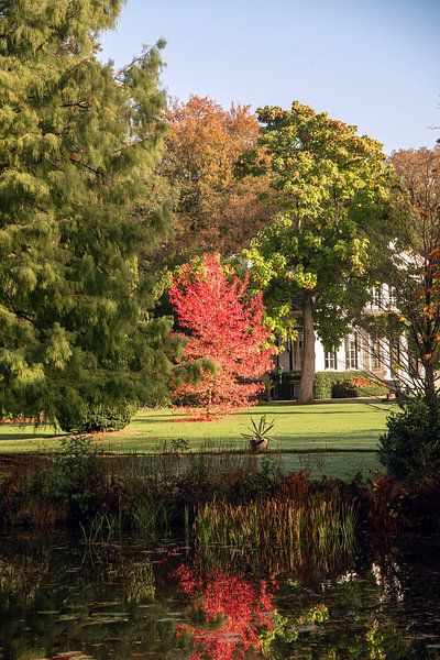 Sierboom in spiegeling. van Franke de Jong