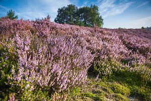 Heide velden in bloei aan het einde van de zomer