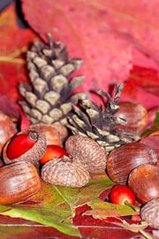 Arbores autumnales modus nucibus pineis oportebit, rosa coxis et hazelnuts