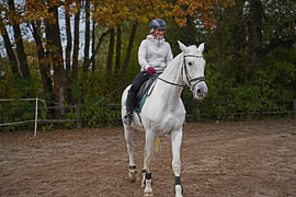 Training with the white horse on a riding arena in autumn