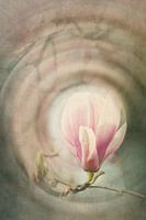 Magnolia Vintage