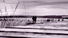 Winter Boardwalk in Hautes des Fagnes