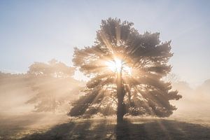 Fine Art landschap van een grove den tijdens de zonsopkomst
