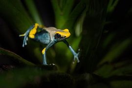 hanging out van Desirée Couwenberg