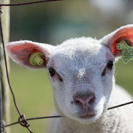Texel lamb / Lamb by Ricardo van den Brink