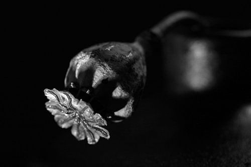 Poppy seed pod - black and white picture