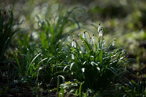Snowdrops