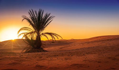 Lonely palm tree in the desert at sunrise, Morocco