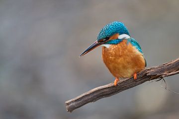 Kingfisher by Kingfisher.photo - Corné van Oosterhout