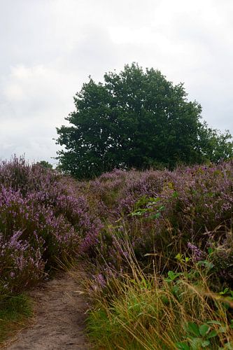 Paarse heide en een eikenboom