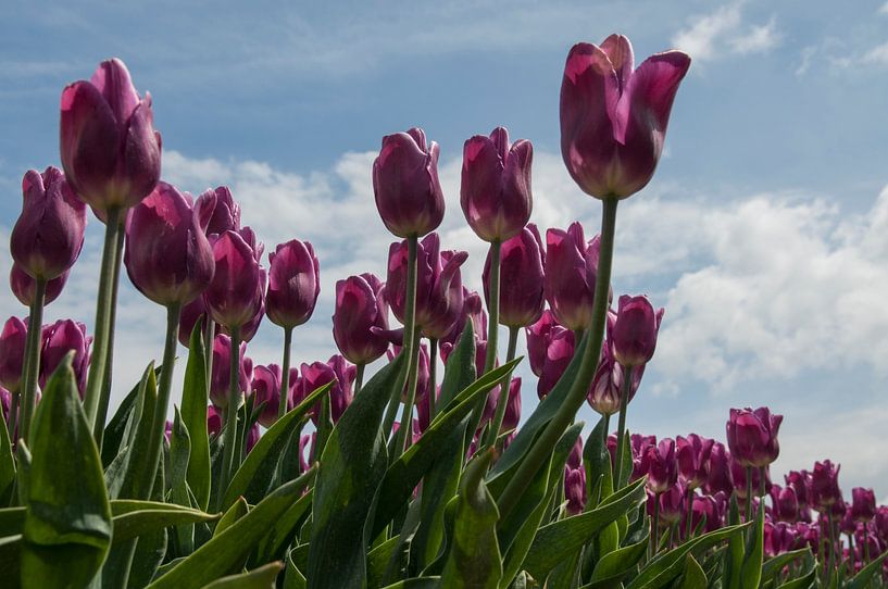 tulip field in holland by ChrisWillemsen