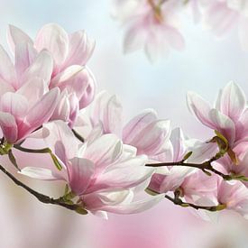Les délicates fleurs de magnolia au printemps sur Violetta Honkisz