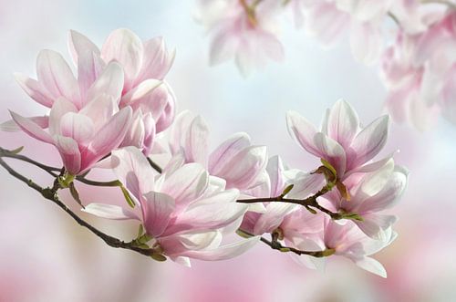 Delicate magnolia blossoms in spring by Violetta Honkisz