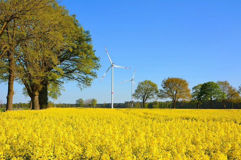 L'Allemagne s'épanouit en jaune par Gisela Scheffbuch