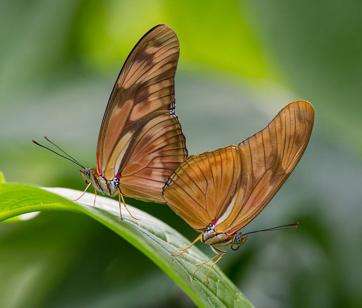 Vlinders in het groen par Michèle Huge