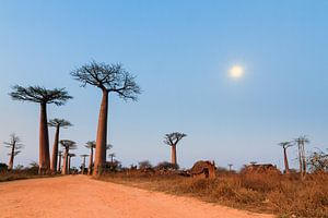 Allée des baobabs in maanlicht by Dennis van de Water