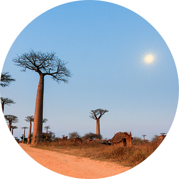 Allée des baobabs in maanlicht van Dennis van de Water