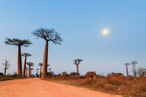 Allée des baobabs in maanlicht