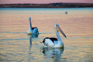 Pélicans flottants dans la lumière du soir
