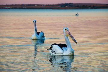 Floating Pelicans in Evening Light by The Book of Wandering