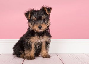 Yorkshire-Terrier-Welpe