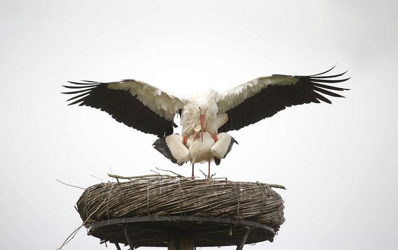 Storks on the nest by Frank Smedts