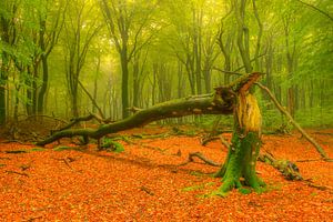 Umgestürzter Baum in einem Wald