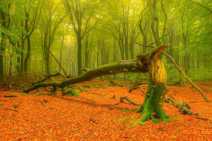 Umgestürzter Baum in einem Wald von Sjoerd van der Wal Fotografie
