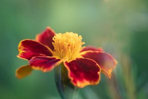 Porträt einer blühenden afrikanisch-rot-gelben Blume (tagetes) von KB Design & Photography (Karen Brouwer)