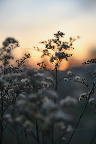 Heteren part 90 sur Tania Perneel