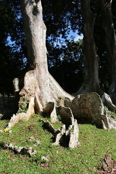 wortels by Wilma Hage